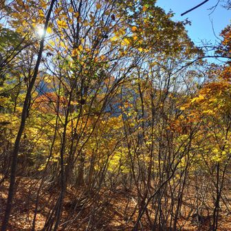 左門岳 地面は薮というほどでもないですが、低木が多くて歩きにくい。顔が痛い。