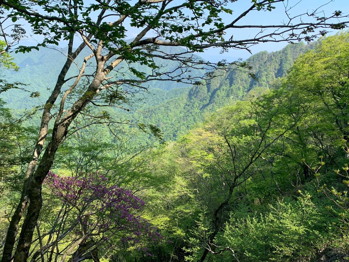 西丹沢ビジターセンターバス停-ツツジ新道入口-檜洞丸-テシ 周回コースの写真