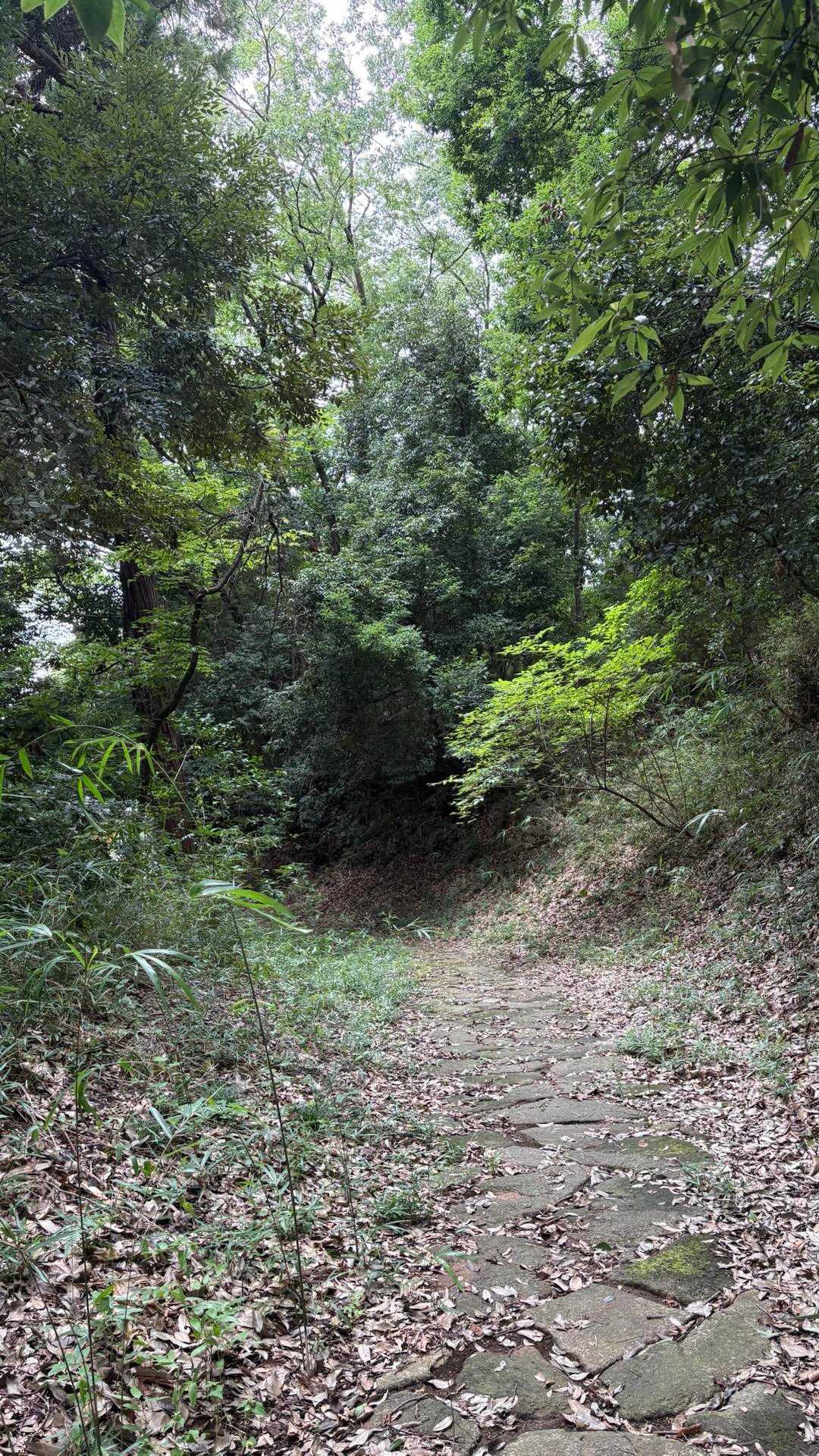 諏訪ヶ岳-古道五差路-よこやまの道 影取池伝説の碑-南大沢 縦走コースの写真