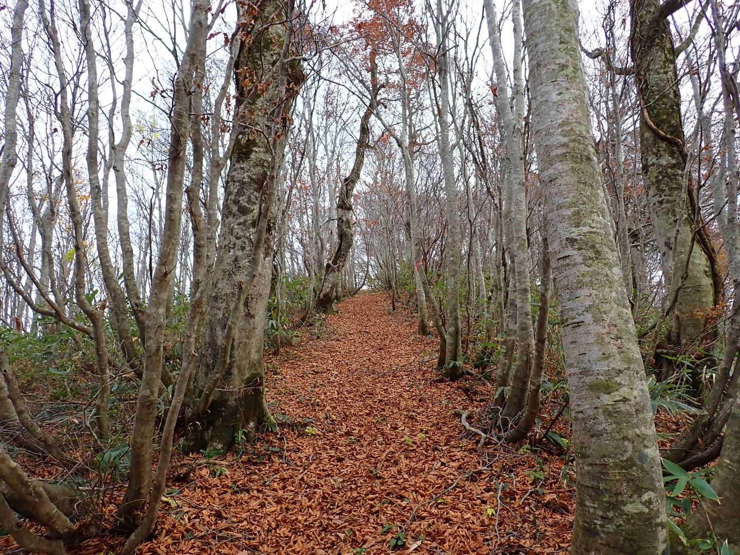 木に葉っぱはありません🍂