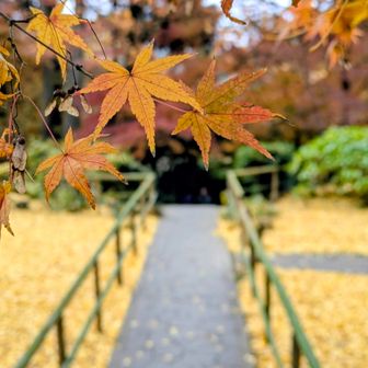 晩秋を楽しむ✨️
いや、もう冬か。