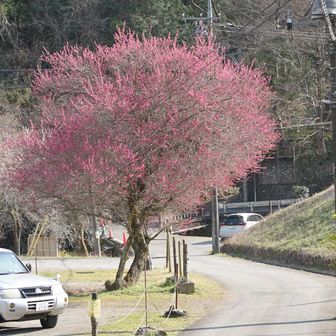 この紅梅も遠目ならキレイ