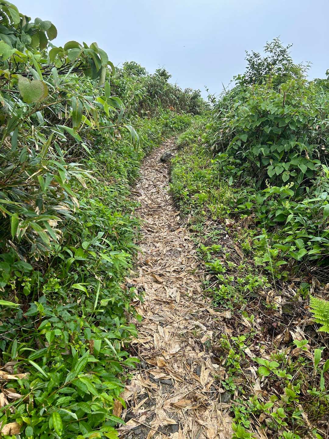気持ちの良い刈り払いされた登山道
