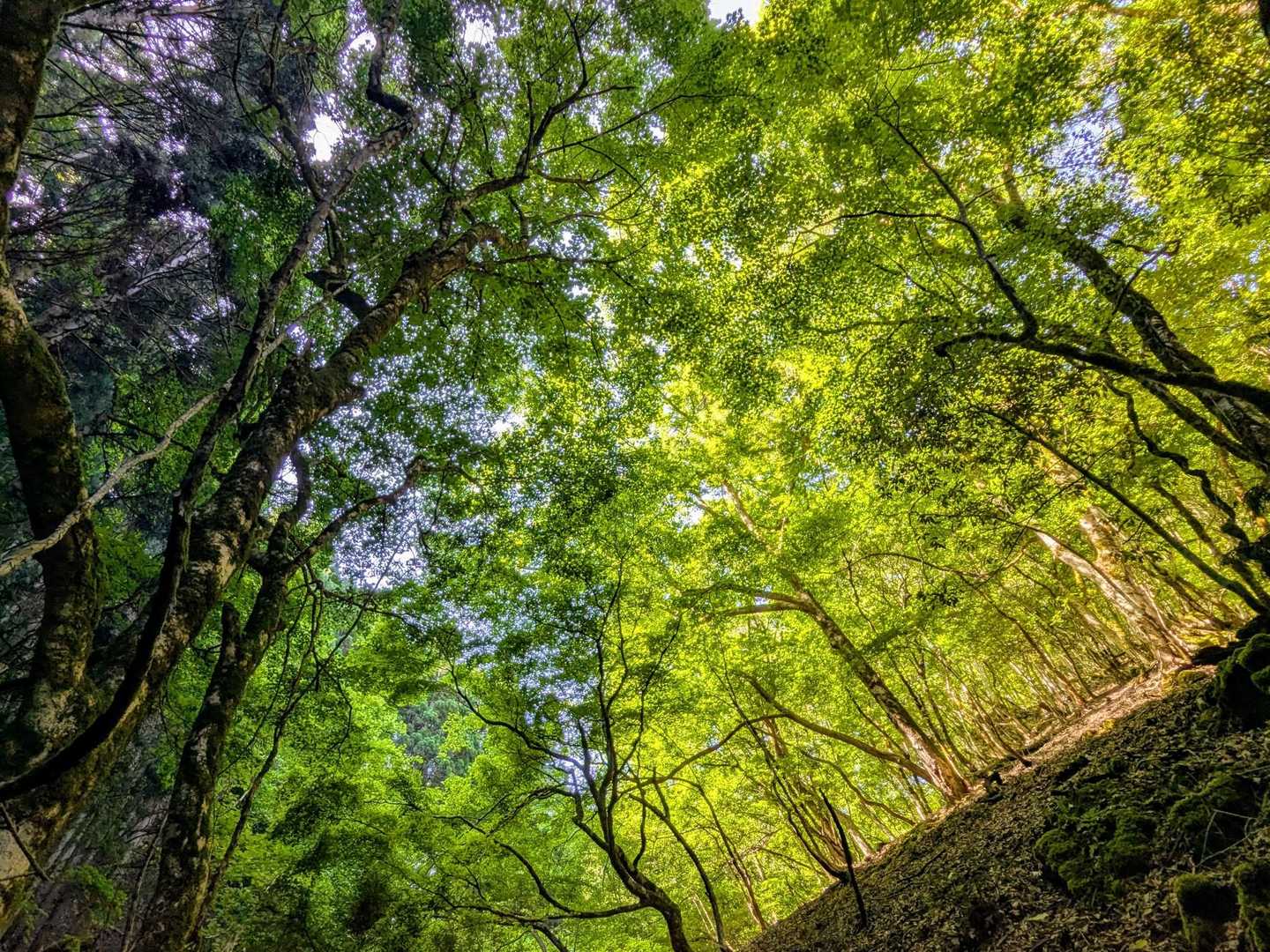 シデ山 往復コースの写真
