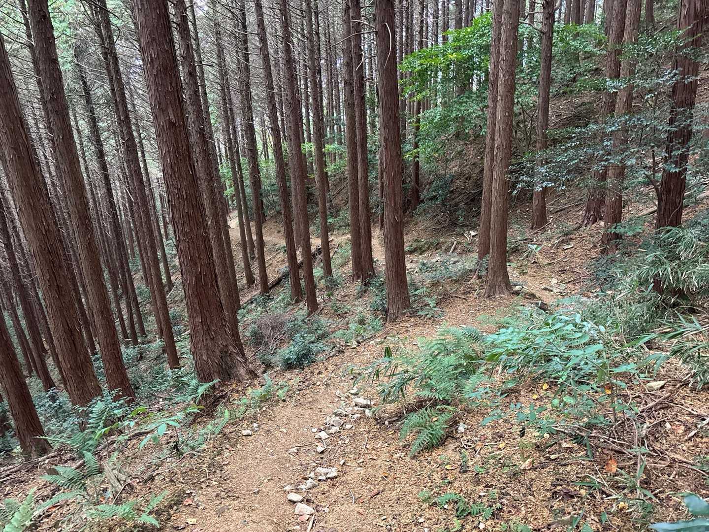 さて！
こんな植林の激オリ😅　なので、九十九折りです