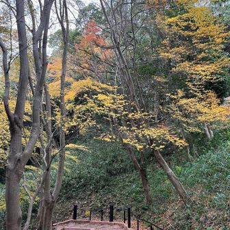 うおっ  部分的ですが、まだ紅葉が見れますな🍁