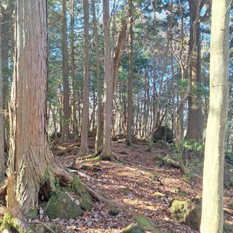 石塚山　グレーピーク🩶
YAMAPの地図ではこのあたりですが山標もなにもありません