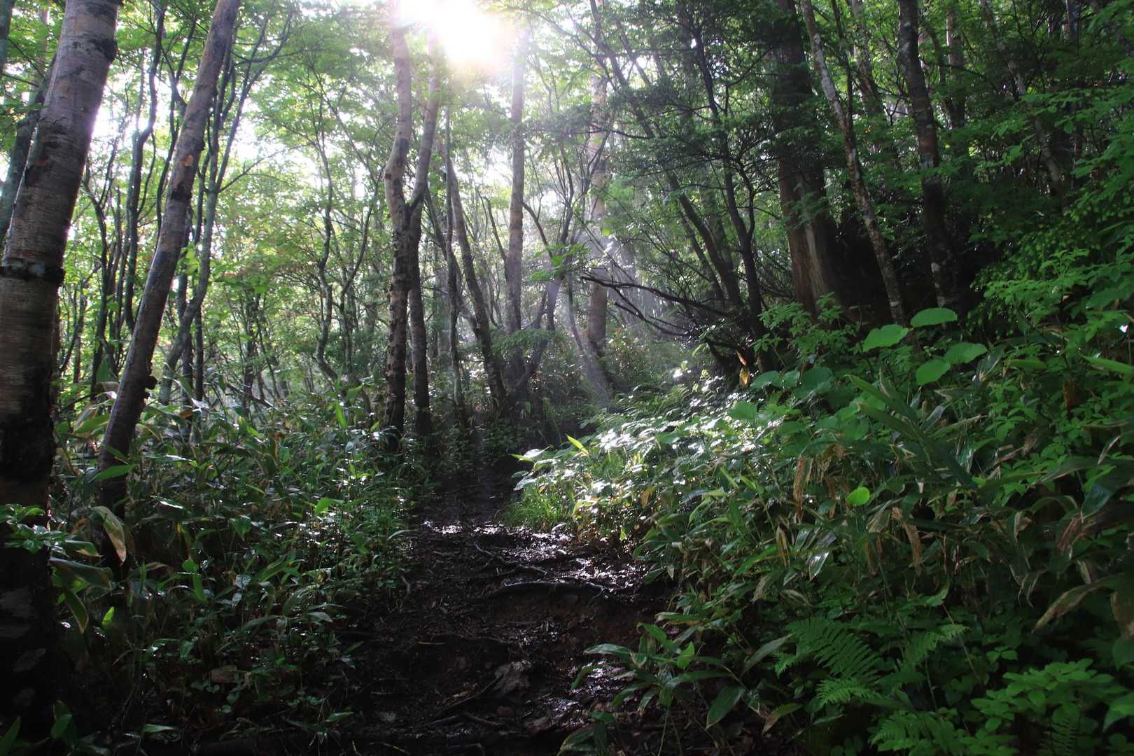 こっちルートは登山口から堂岩山下分岐まで木々の中♪　
景色は無いけど日陰は嬉しい
