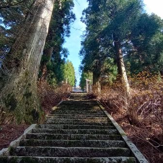 野登寺へ至る階段の両側にミツマタ。