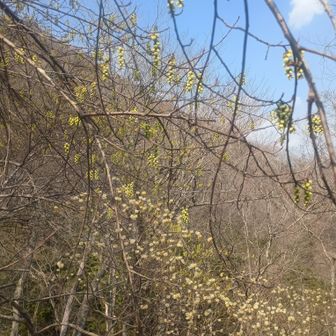 ここでもミツマタ