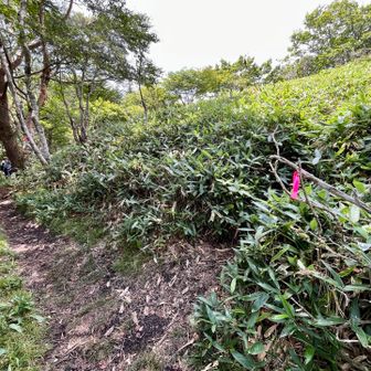 山頂感は無しでした