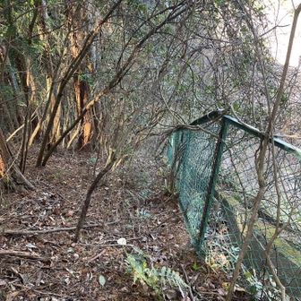 この辺り（下の道路）が山王峠。フェンス際は藪で通れないので、沿うように下ります。