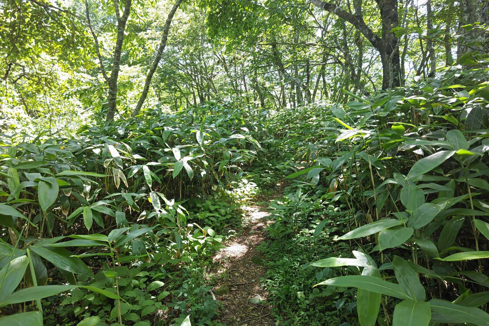 夏焼峠-砥石郷山 往復コースの写真