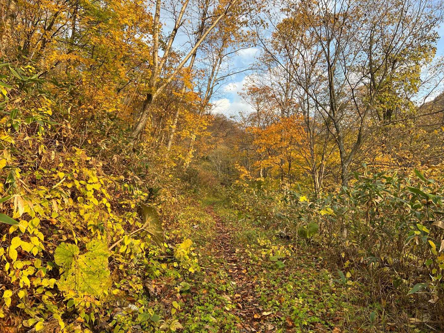 だいぶ散っているけど紅葉が素晴らしい
今日はいい日になりそう
と、この時は思っていた😔