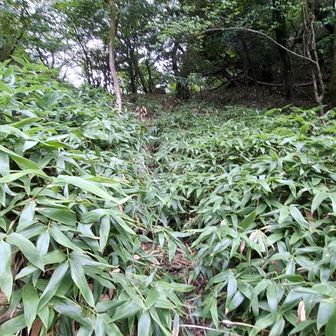 笹を藪漕ぎして🚶