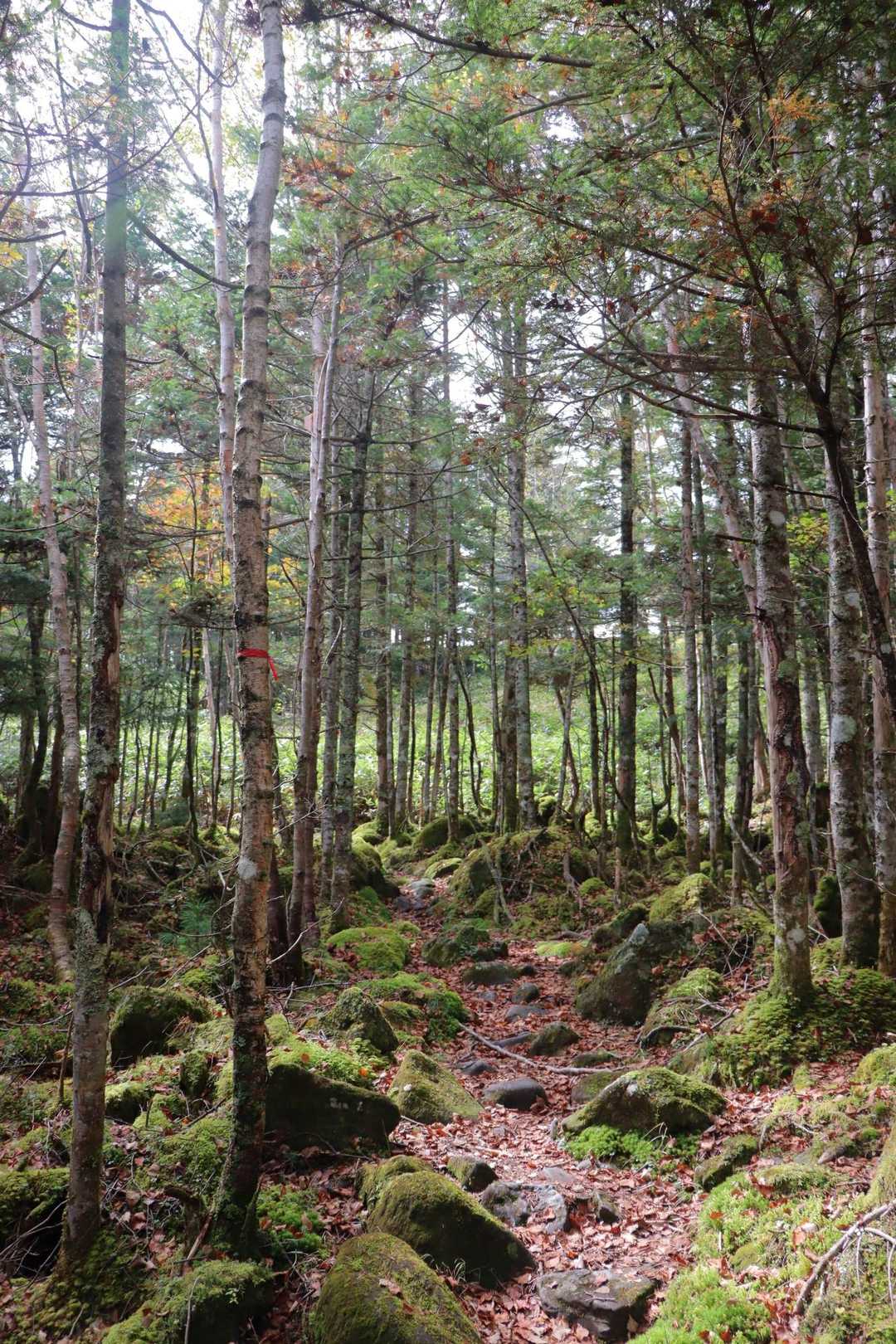 最後は苔と樹林帯