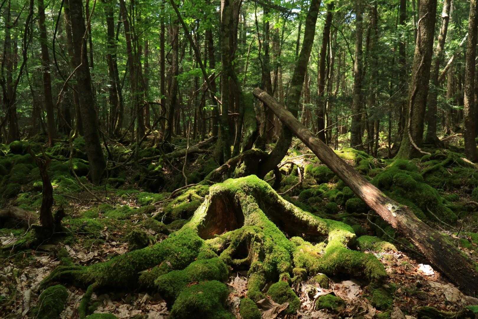 苔苔