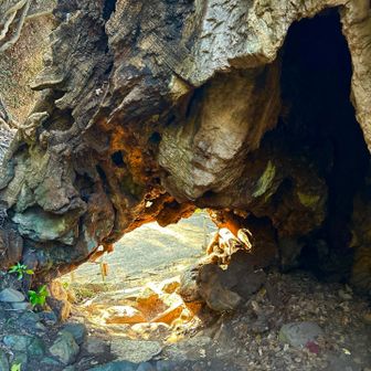 12. パワースポット 生樹の御門

大山祇神社の奥の院の参道にある楠。樹齢は05. 乎知命（おちのみこと）御手植の楠を凌ぐ 約3000年の巨大な老楠木。こちらも、愛媛県の天然記念物に指定。

幹の根元に開いた自然の空洞を門に見立て、それをくぐって奥の院へ参拝していたことから「生樹の御門（いききのごもん）と呼ばれる。

「空洞の中へと続く石段を登れば大きなエネルギーが感じられ、老樹の風格を備えた幹の樹形には感動を覚える神秘的なパワースポットとなっている」と言われています。