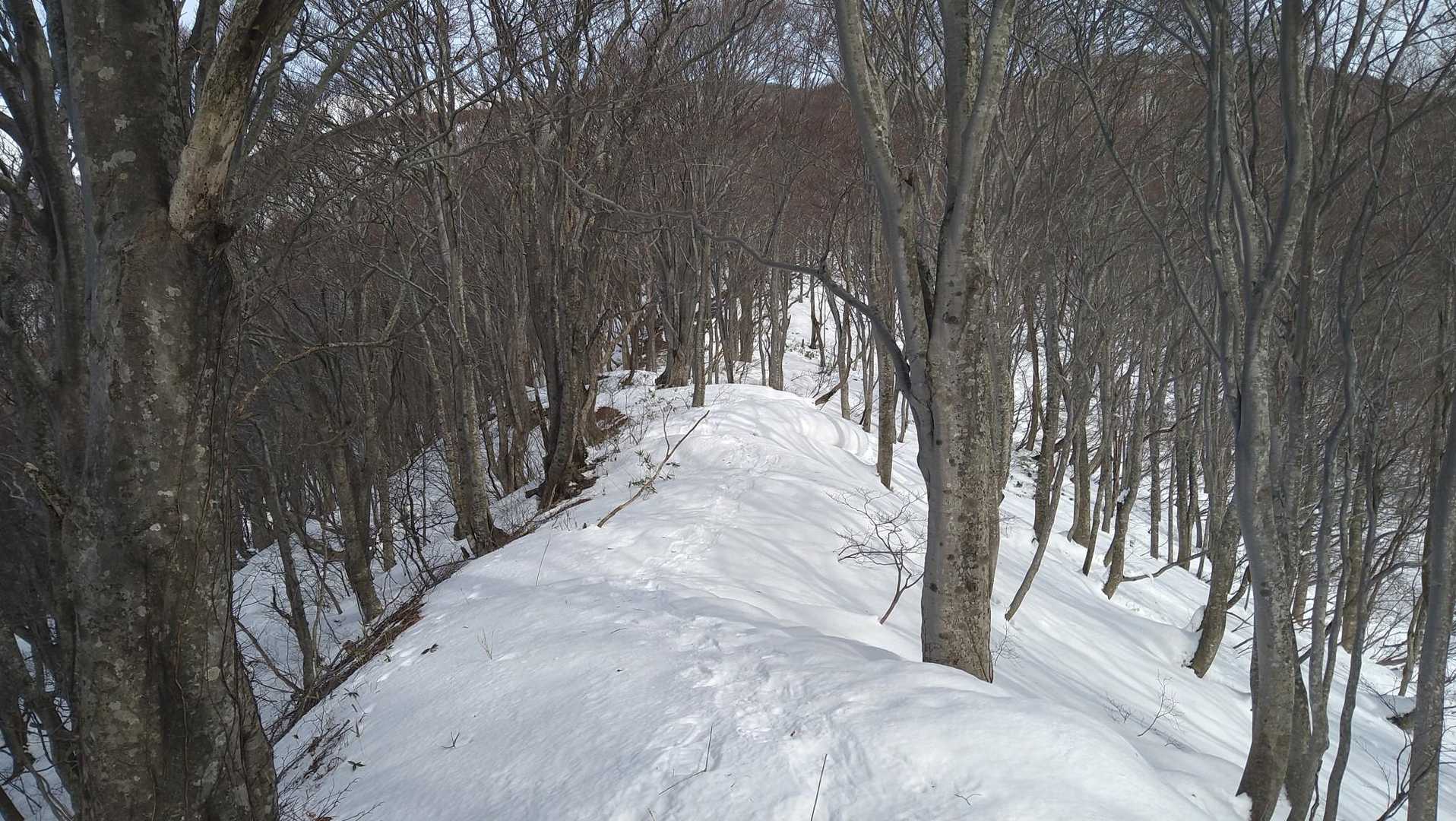 尾根道
奥に鳳来山🗻