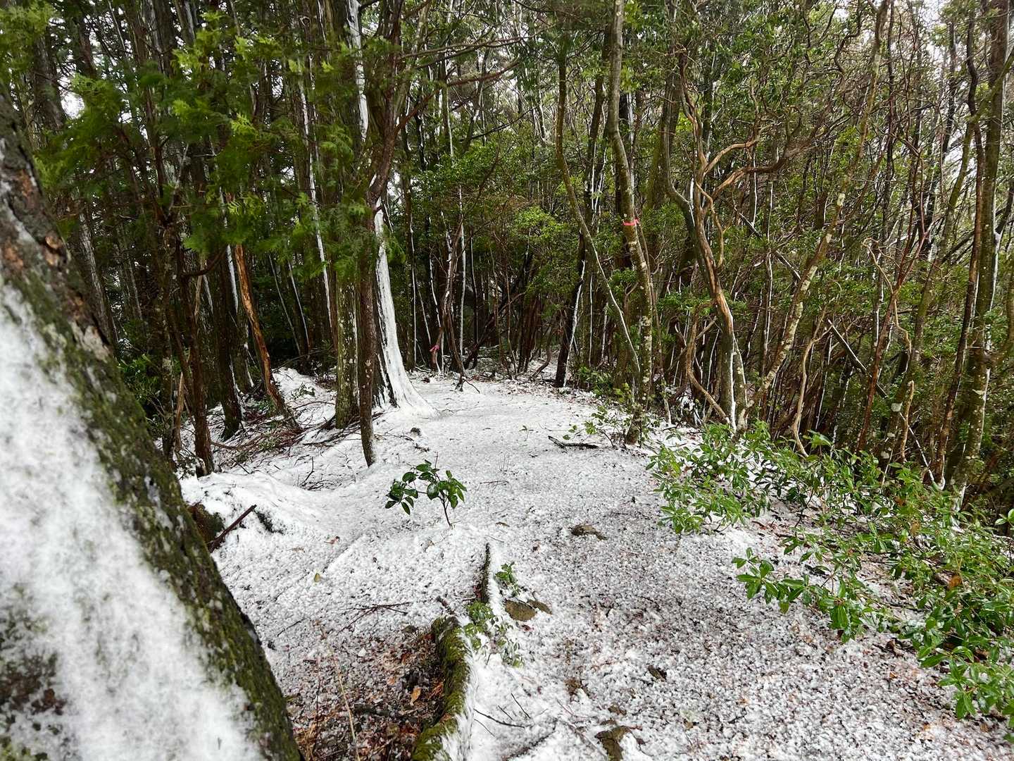 愛宕山 周回コースの写真
