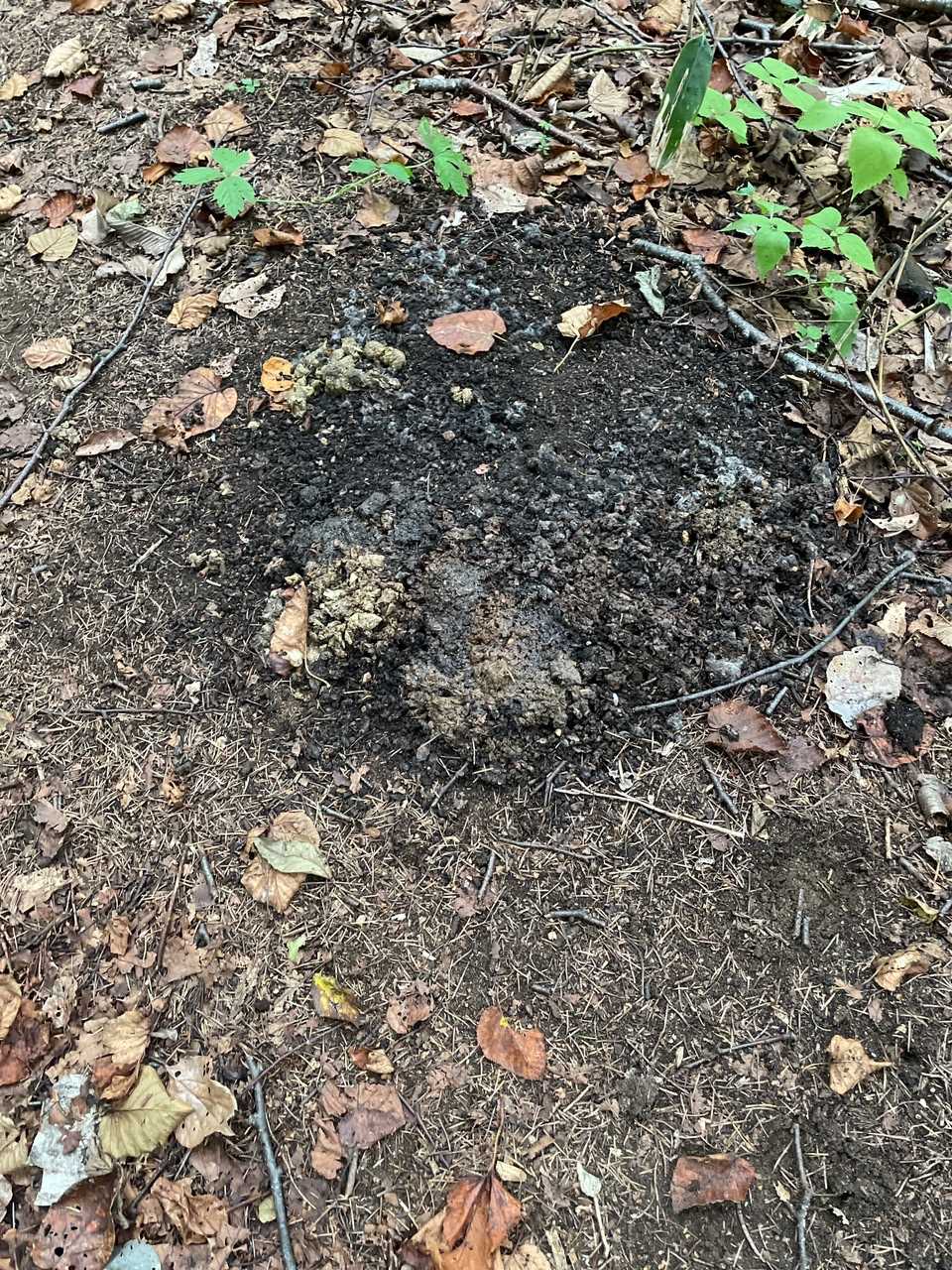 熊💩
何回かしてるよー