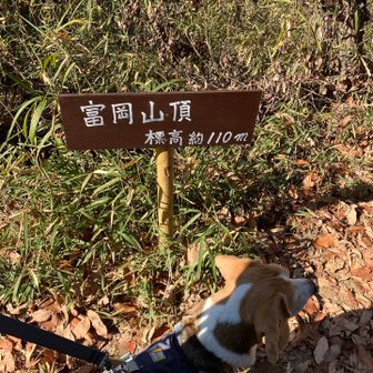 犬「110mで山頂！？今度こそ飯を！早くカレー飯作って、え？持ってきてない…