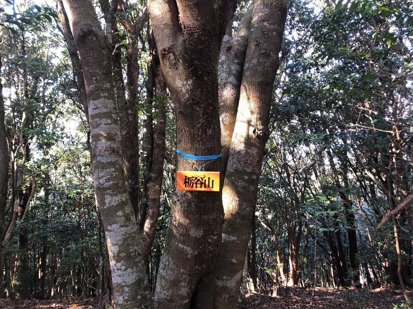 栃谷山⛰️