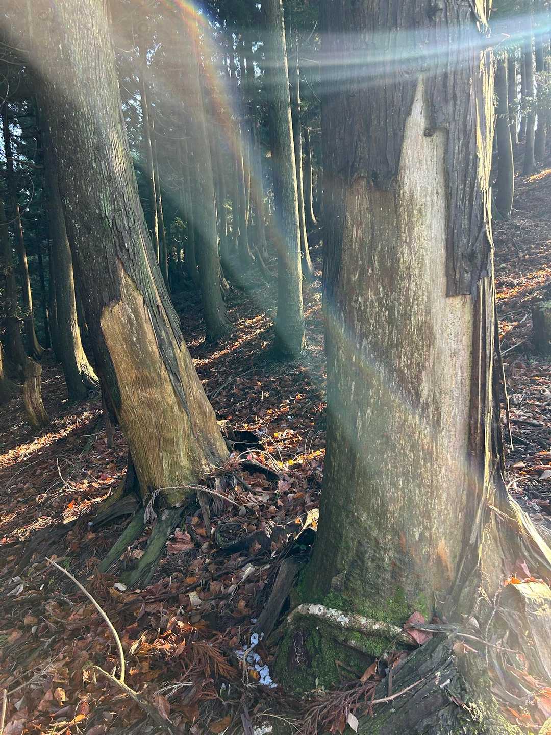 熊剥ぎ🐻🐻🐻
