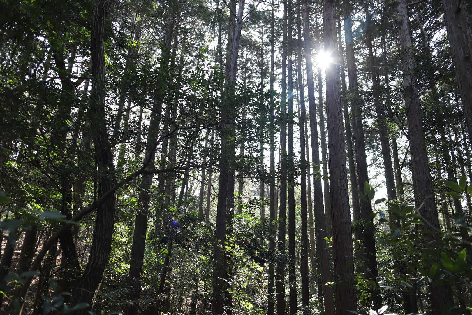 焼米ヶ原登山口-大原山 往復コースの写真