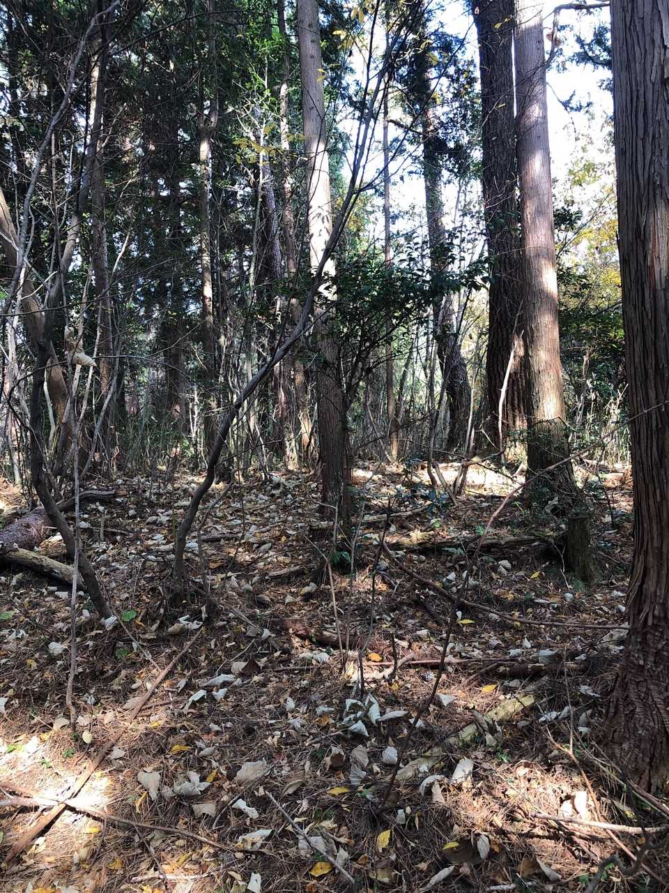佛山⛰頂上到着‼️展望無し😵