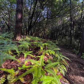 雨上がりの登山口

シダの上の雨粒が
太陽の光で輝く✨

静かな登山道
足音が聞こえる

ゆっくりゆっくり
秋を探しながら歩く