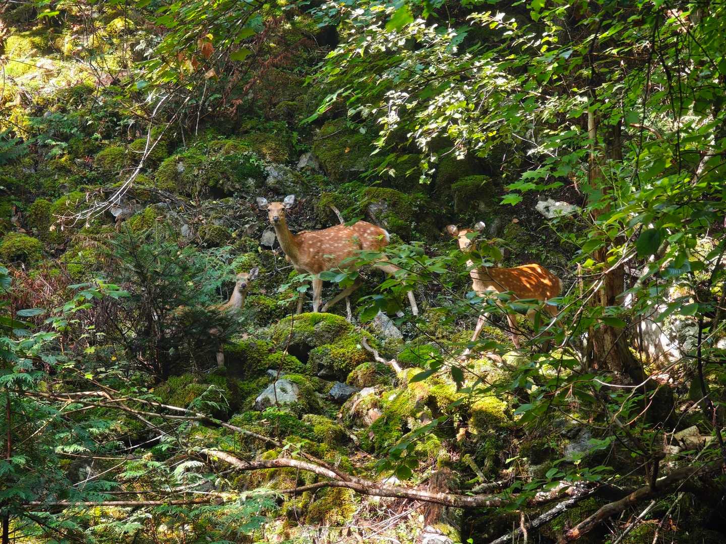 甲武信ヶ岳 周回コースの写真