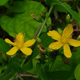 オトギリソウ　花弁に黒い筋が走っている