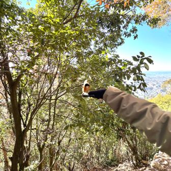 ヤマガラちゃんも来てくれた