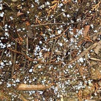 こっちでも粉雪が降ってたみたい