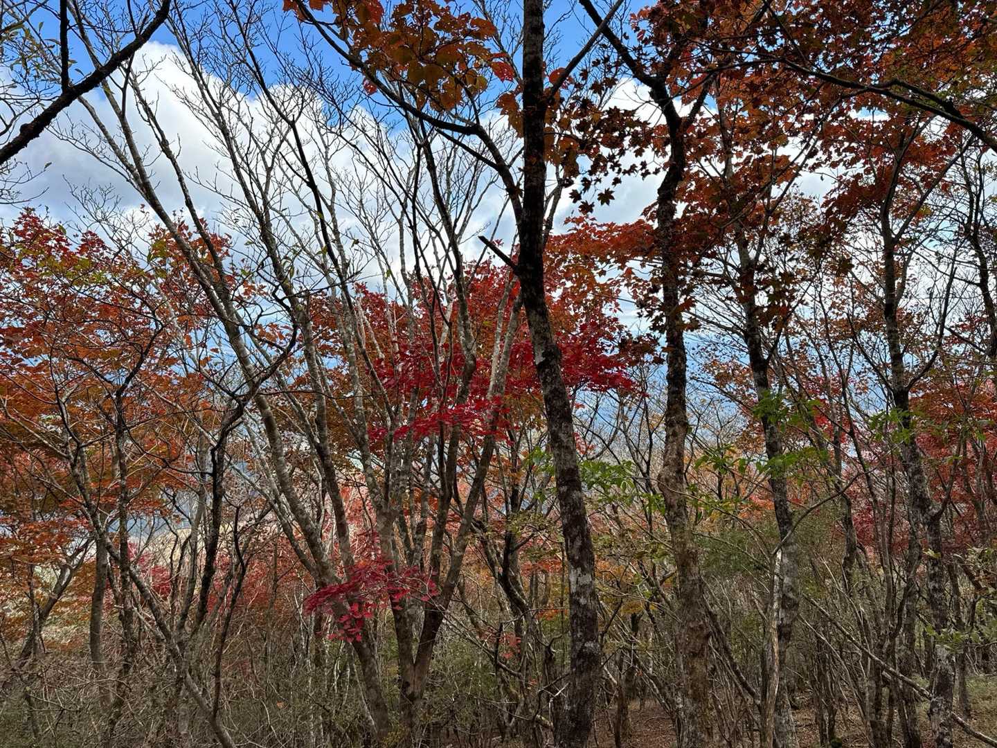 紅葉🍁