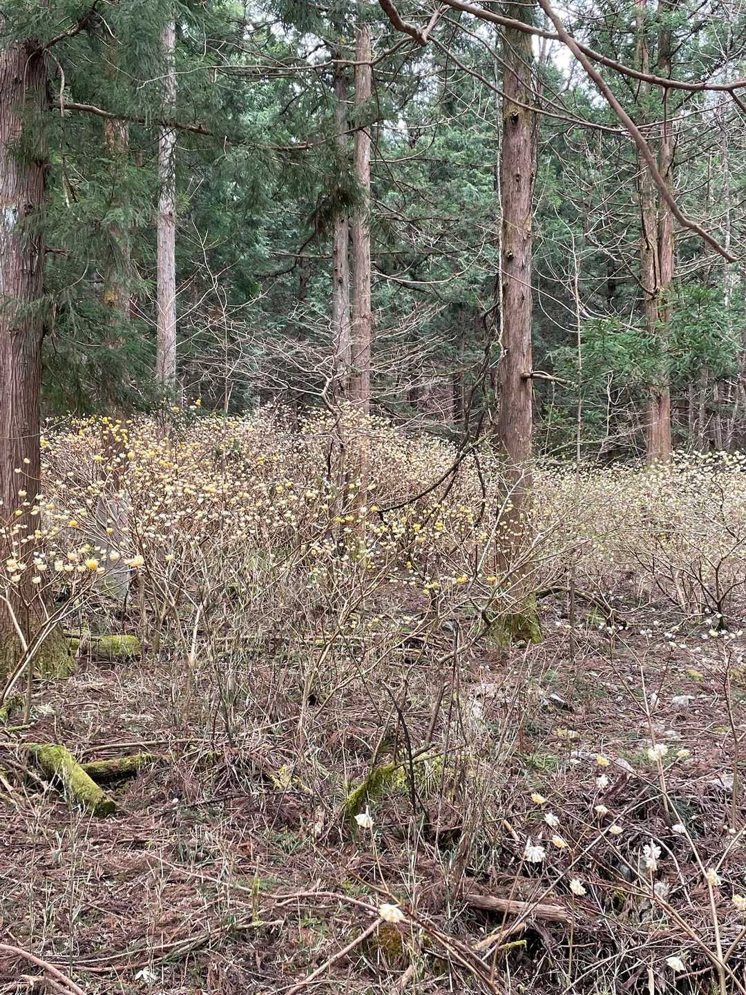 群生してました🟡