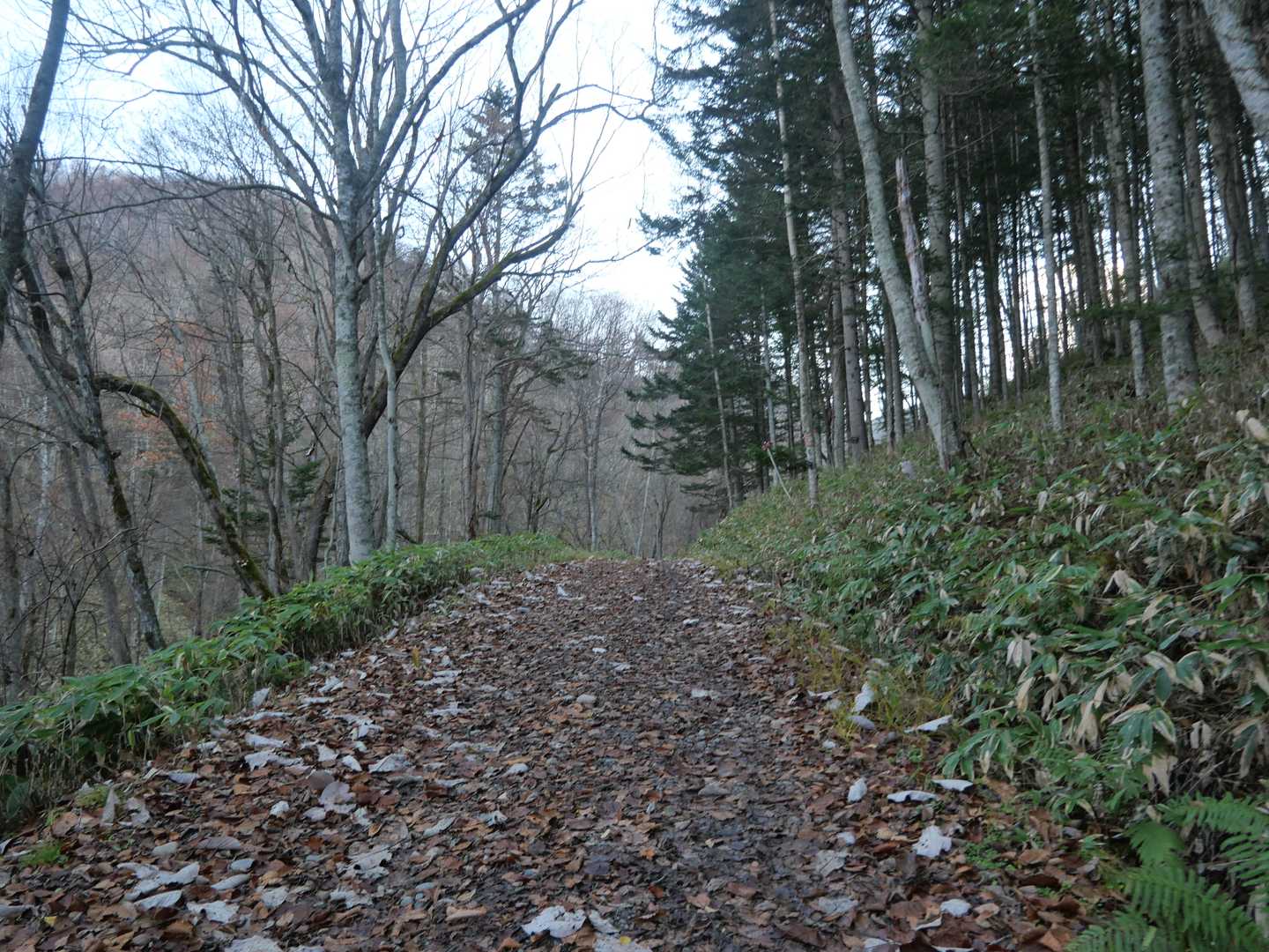 林道を更に進み・・