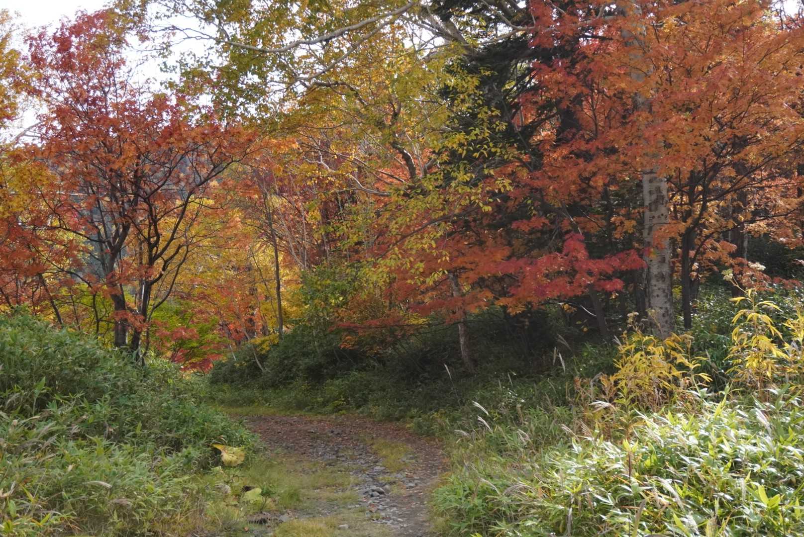 この紅葉ゲートが本当にラスト
