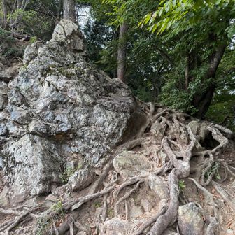 最後の登り、ここだけ根と岩多し