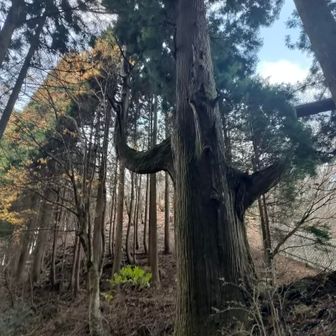 天狗の腰掛け杉です