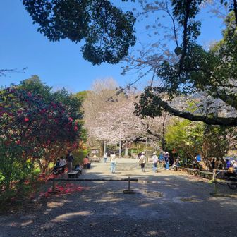 時期が良いから本当に景色が映えるね。控えめにアゲ