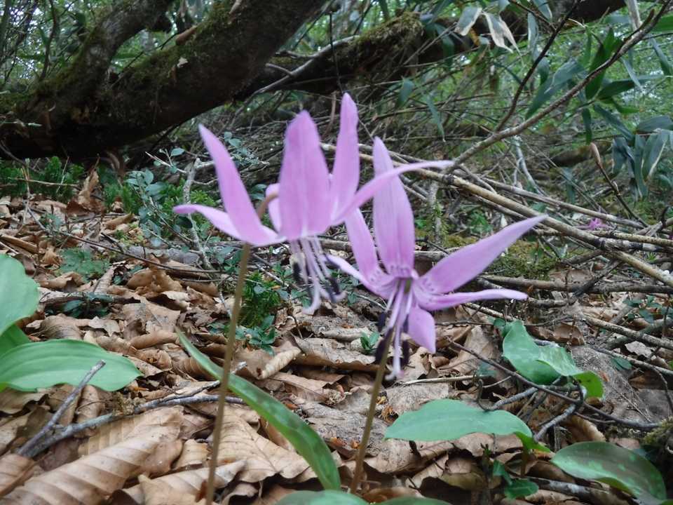 残っていたカタクリ🌸