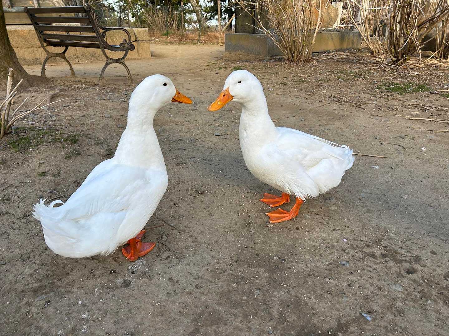 🪿🪿睨めっこ
