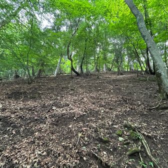 清滝避難小屋からは斜面をジグザグ登ってゆき、尾根を目指していく。