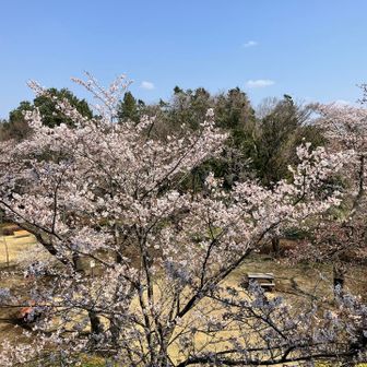 桜目線🌸で見る👀
下には人