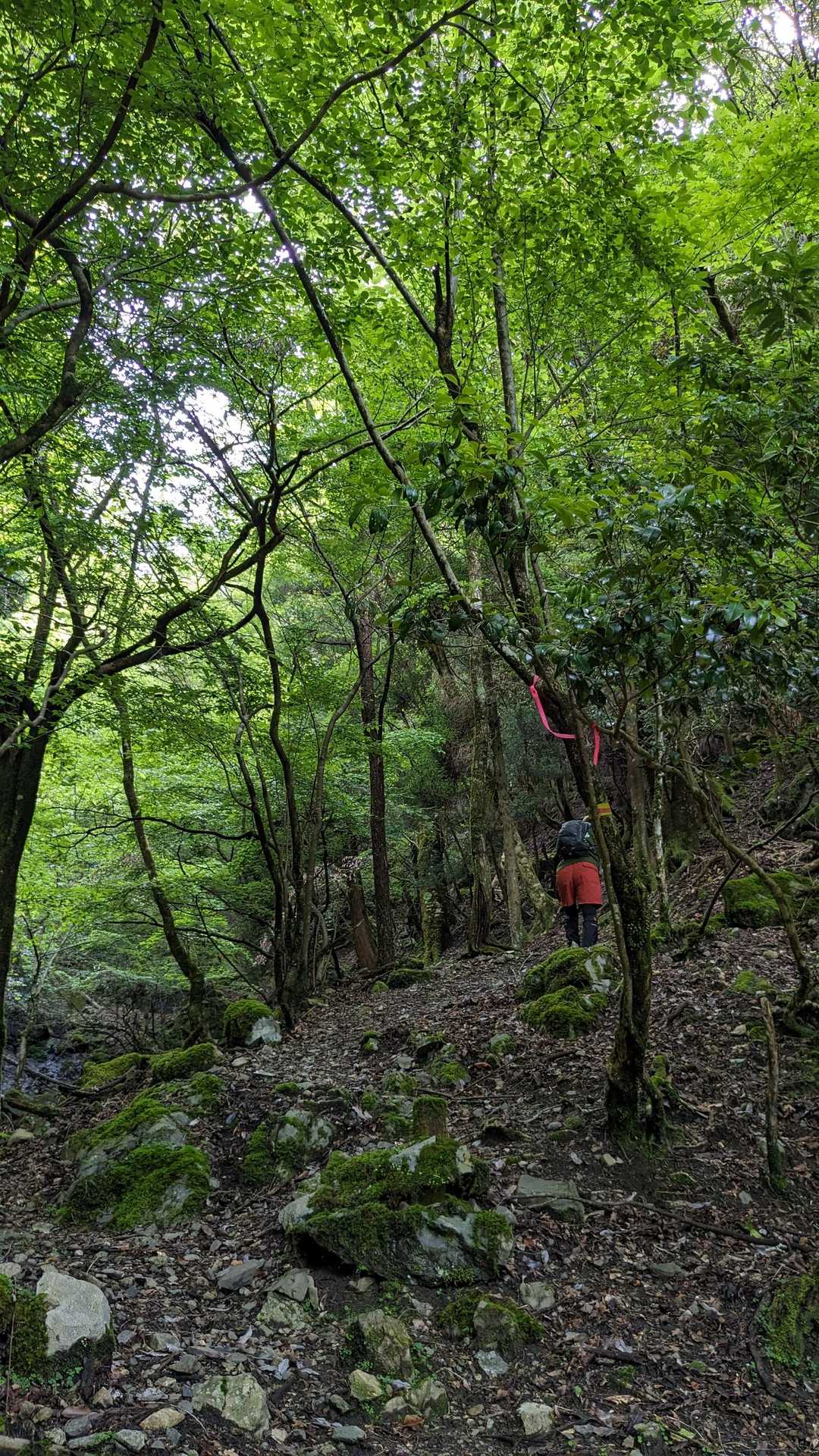 小松神社に向かって登ります