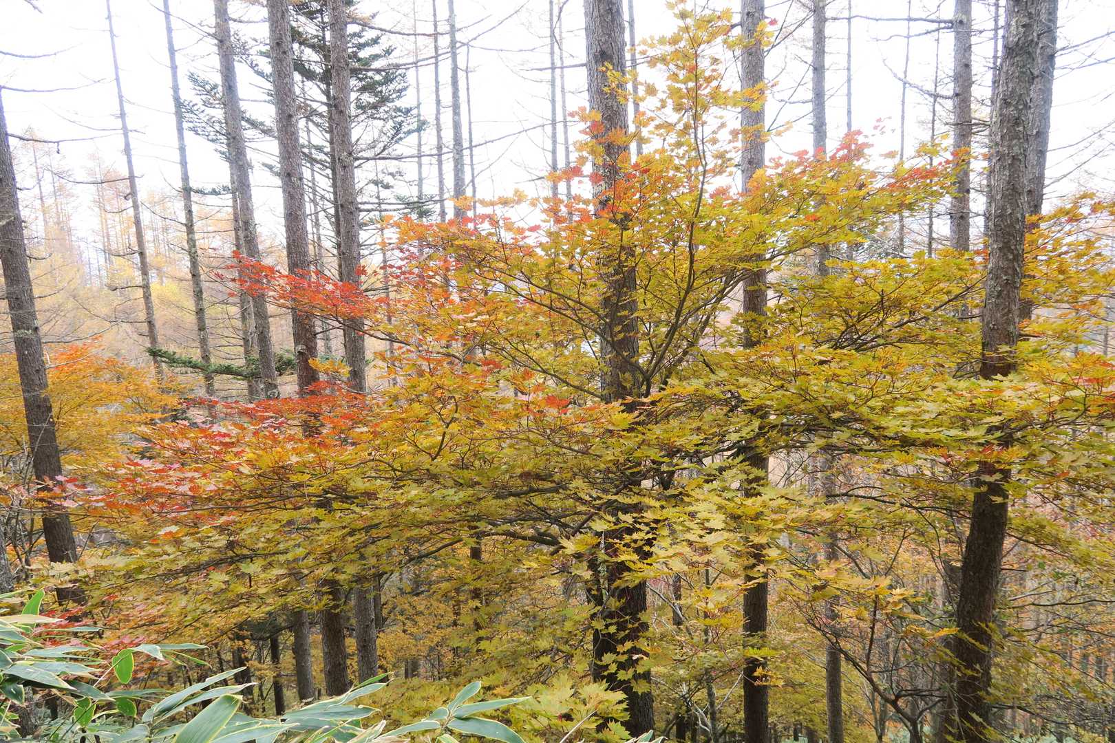 小屋平から石丸峠への急登