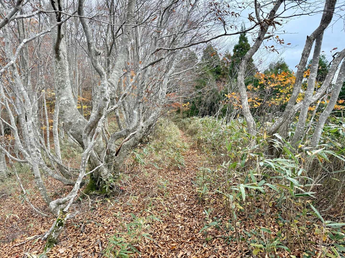 どんどん進み