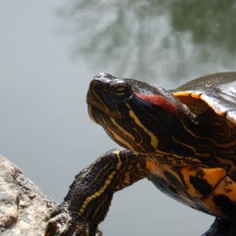 ノース・リバー